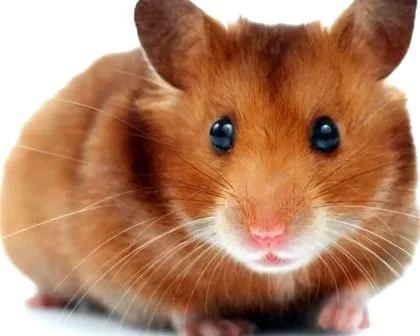 hamster