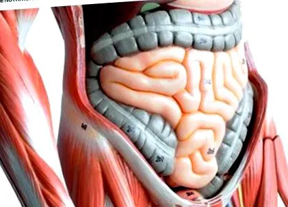 intestinul