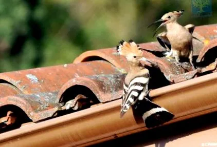 hoopoe