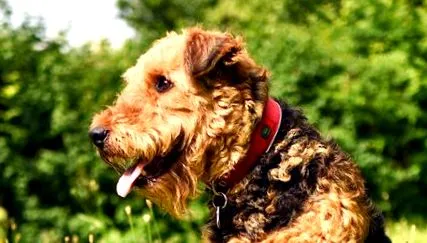 terrier