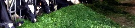 предизвикателство предизвикателство