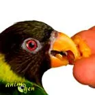 asupra