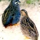coturnix