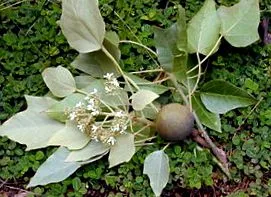 olajos