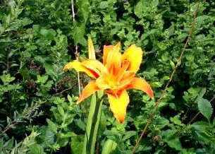 daylily kerti