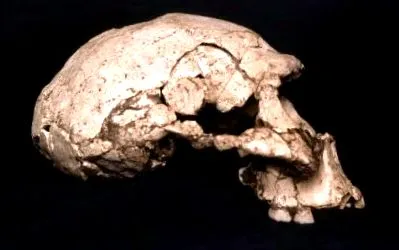 erectus presse