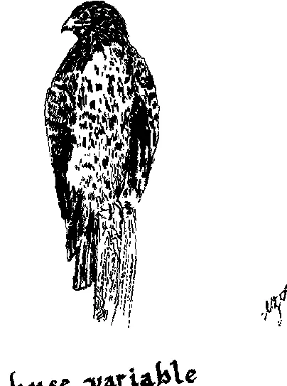 viaur