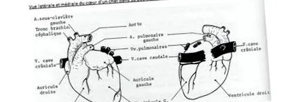 hypertrophiás macskákban