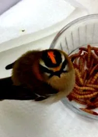 egyesület