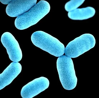 microbiota