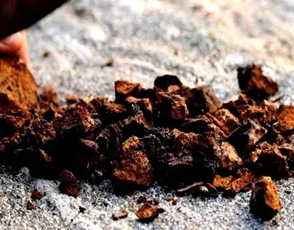 chaga