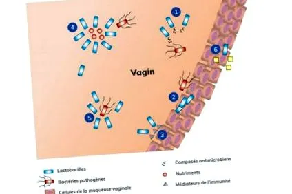 захисті