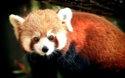 panda