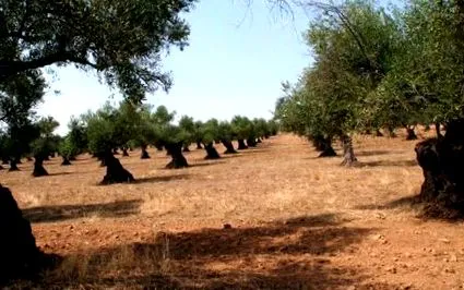 mediterrán étrend