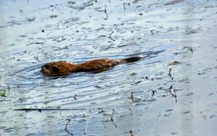 muskrat