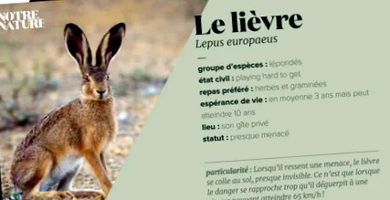 Lepus europaeus