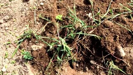 quackgrass