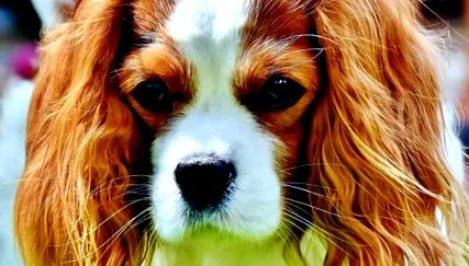 cavalier cavalier