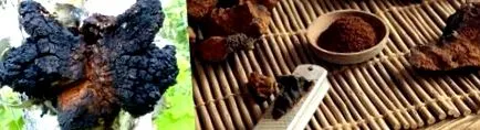 chaga gomba