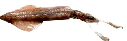 кальмари