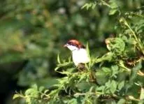 shrikes