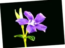 alkaloidok