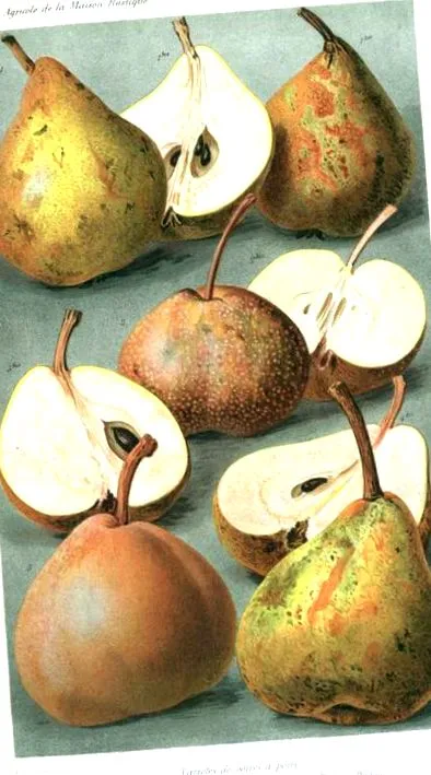 perele pere