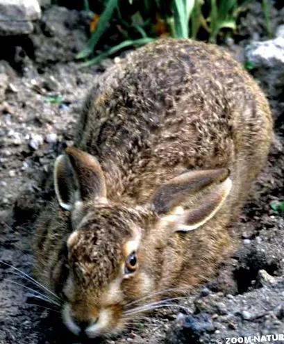 rágcsálók