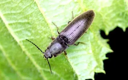 coleoptera
