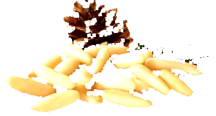pinionii