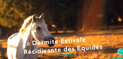 nyári dermatitisről