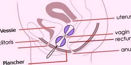 perineum perineum