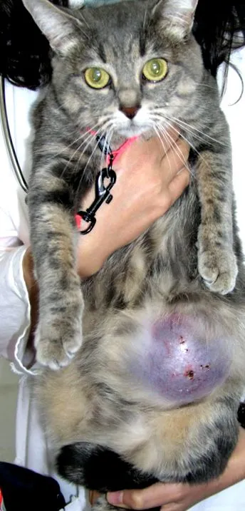грудей котячих