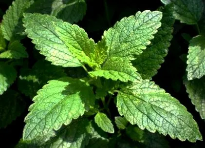 balsam