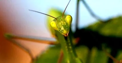 mantidei