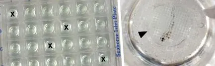 zebrafish