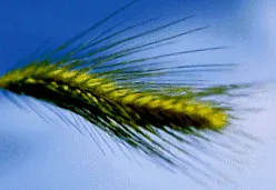biomantique