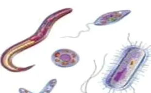 protozoon paraziták