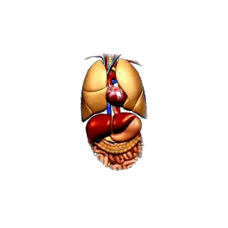 pulbere