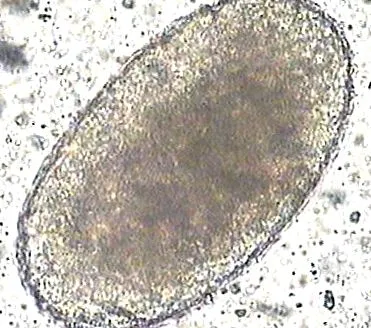 patogének