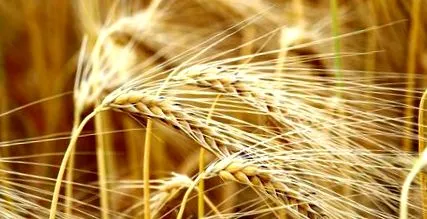 hordeum vulgare