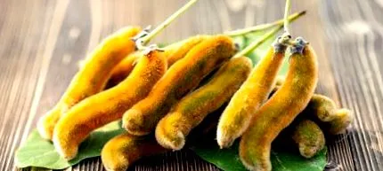mucuna