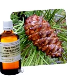 pinus