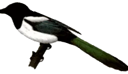 feketecső