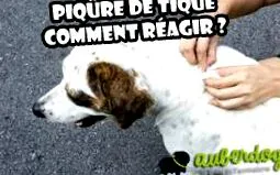 hogyan auberdog