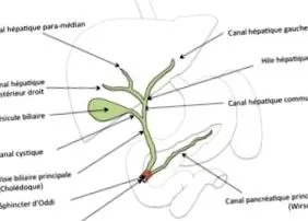 fiziologie