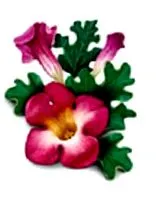 Care sunt beneficiile bază plante