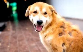 okok