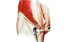 tünetek