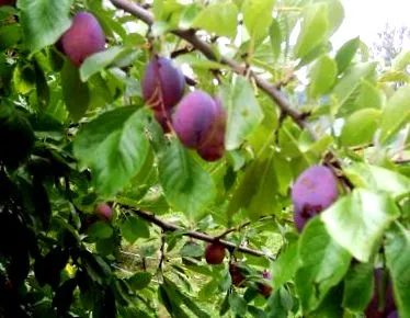 prune